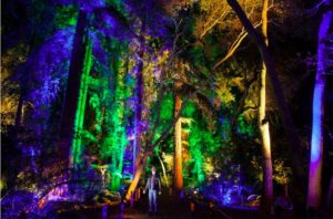 The Enchanted: Forest of Light at Descanso Gardens