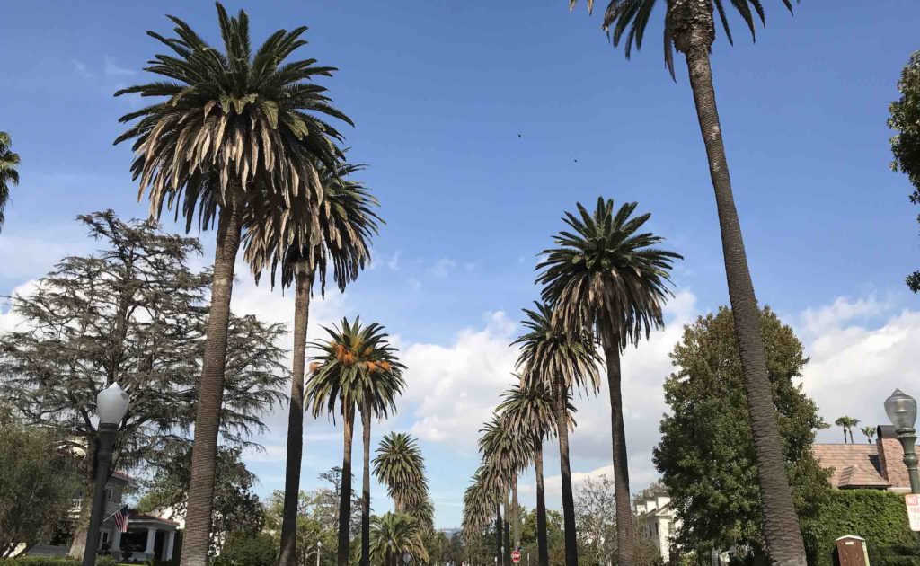 Palm Trees in Los Angeles