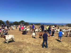 Meet the Goats 2018 in Rancho Palos Verdes