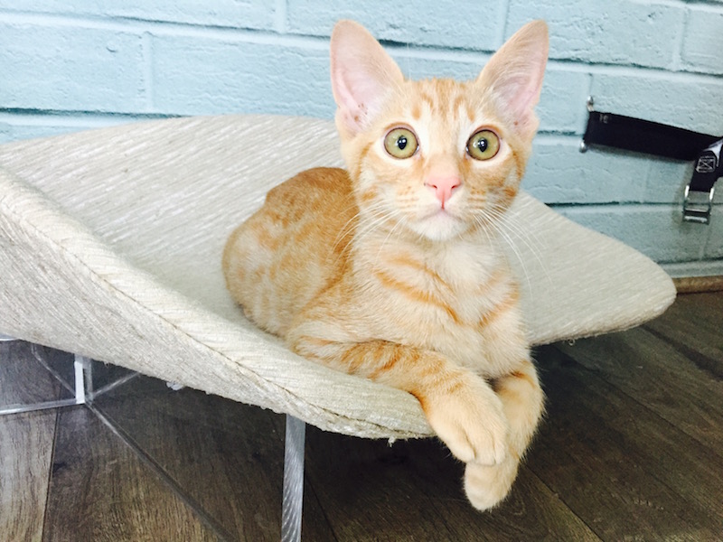 This Mobile Cat Cafe  Brings Adoptable Kitties to Locations 