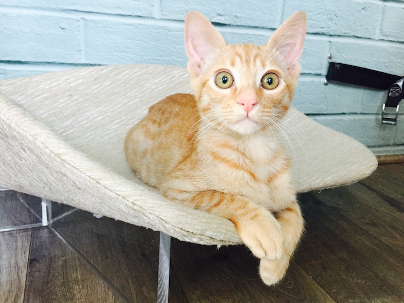 This Mobile Cat  Cafe  Brings Adoptable Kitties to Locations 