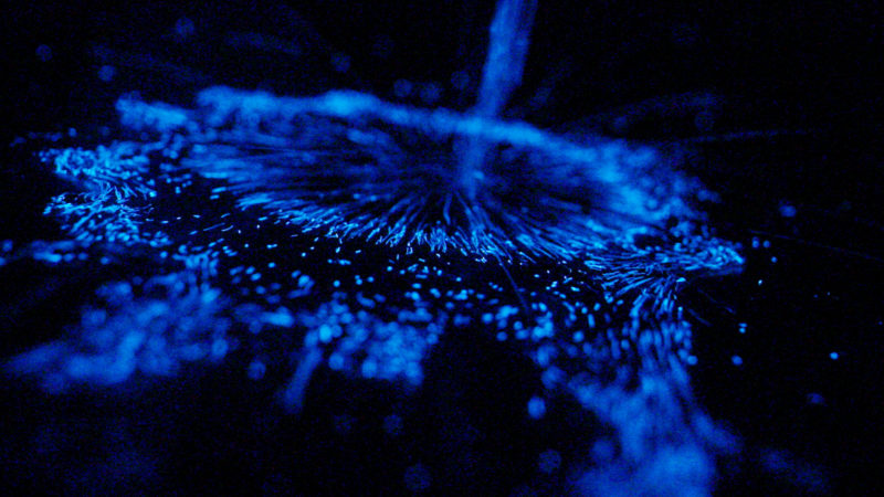 Night Life LA: Bioluminiscent Wading Pool