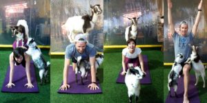 Goat Yoga on The Lawn