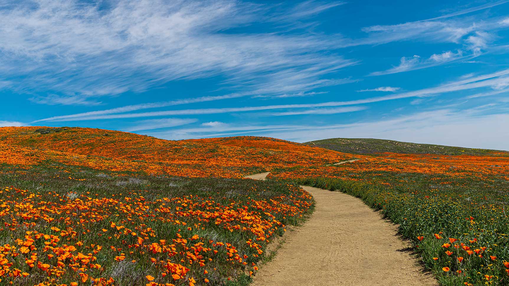 antelope valley poppy reserve