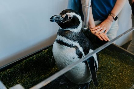 aquarium of the pacific penguin