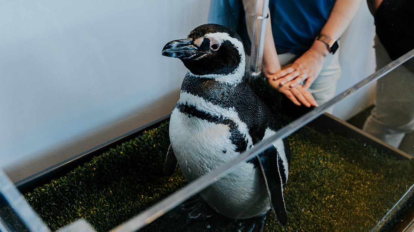 aquarium of the pacific penguin