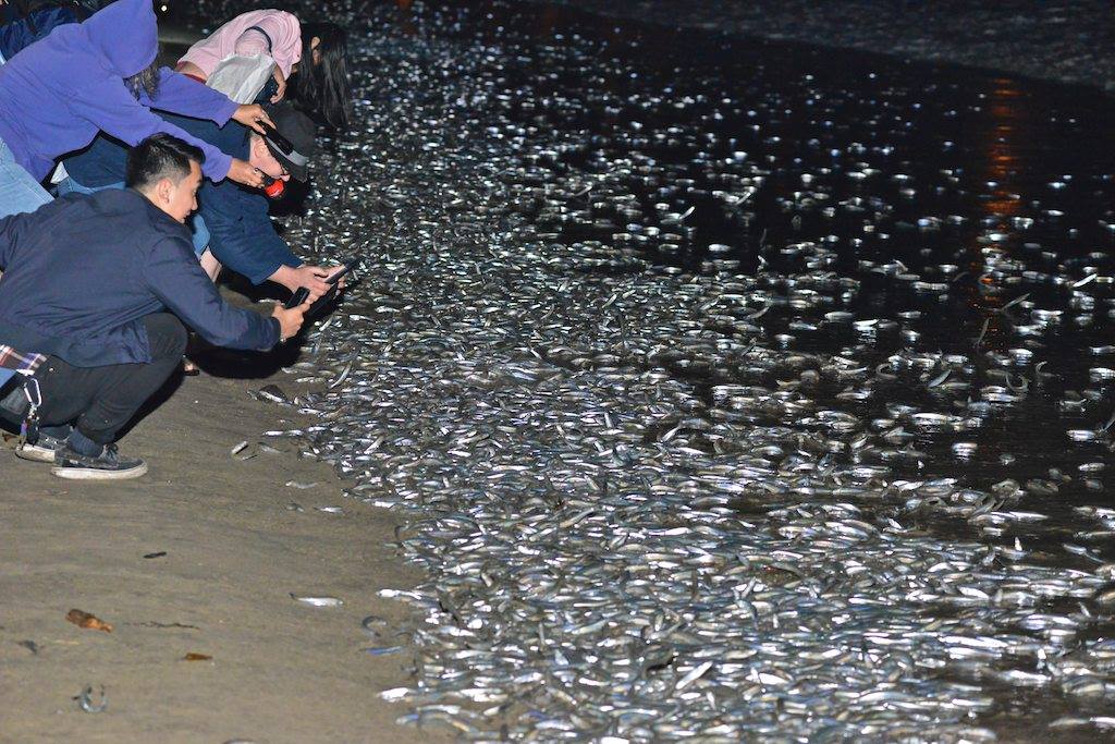 Here&amp;#39;s the Grunion Run Schedule for 2020