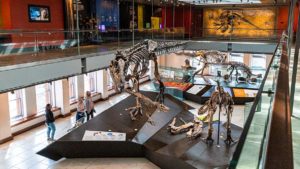 natural-history-museum-dinosaur