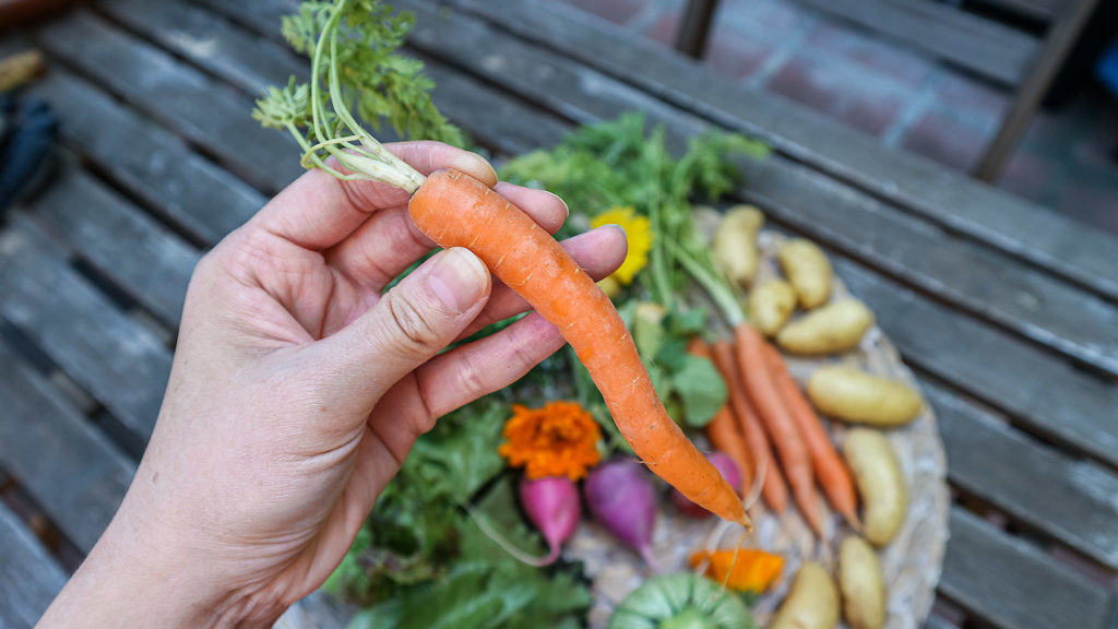 carrot-county-line-harvest