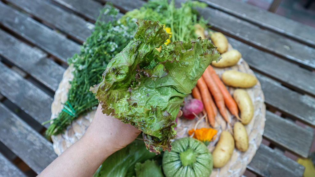 lettuce-county-line-harvest