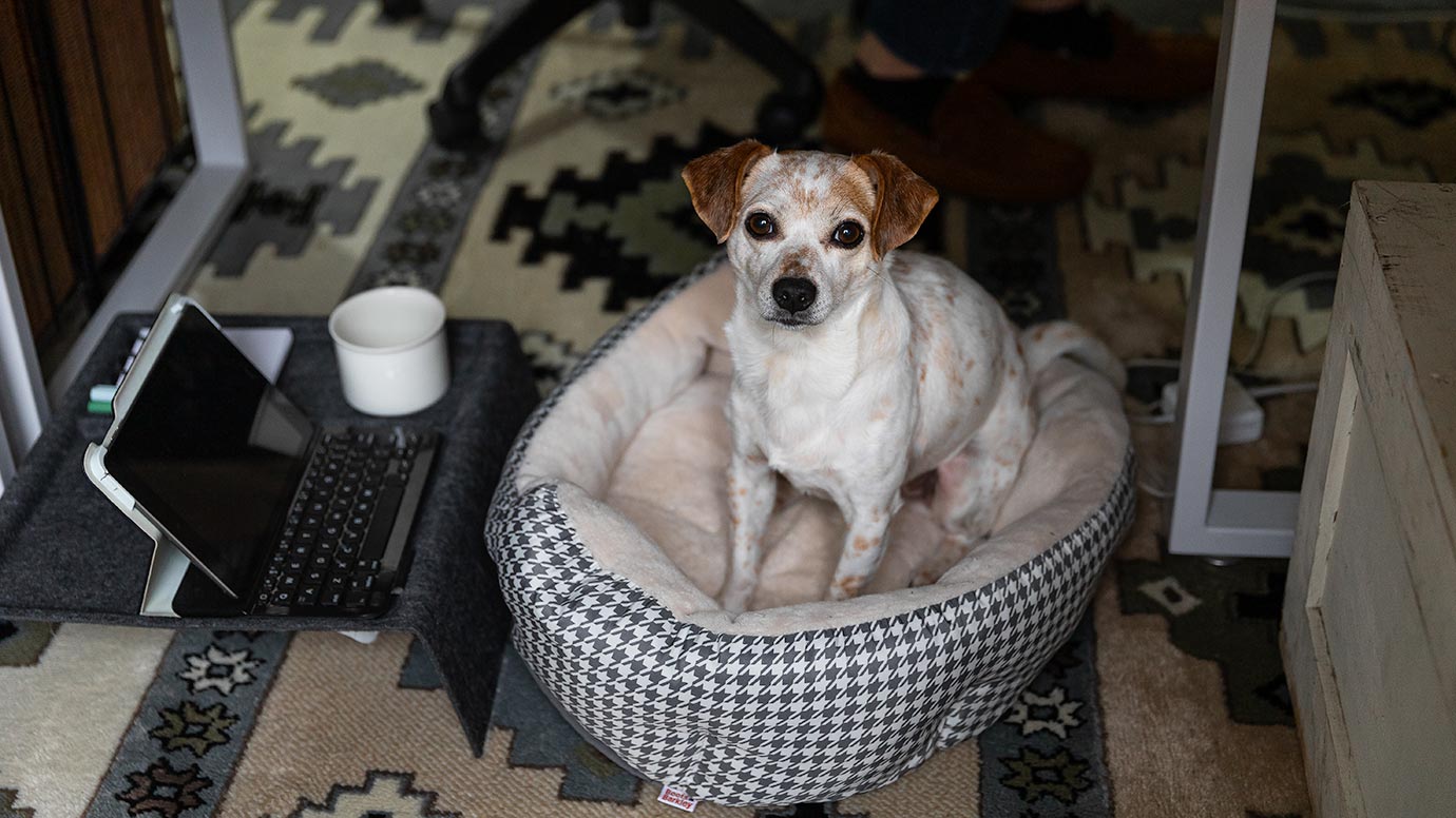 Milo's work from home desk set up