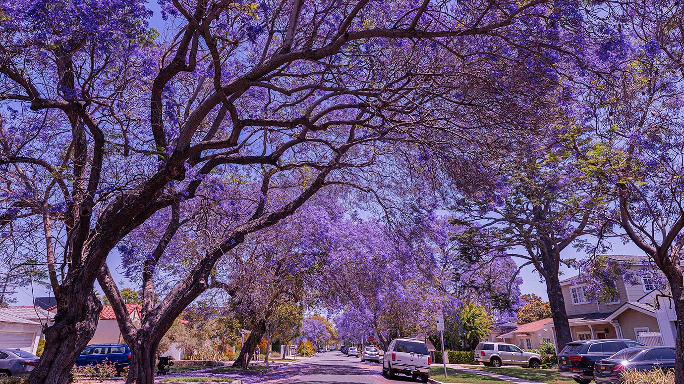 Here's What L.A.'s Jacaranda Bloom Looks Like Right Now