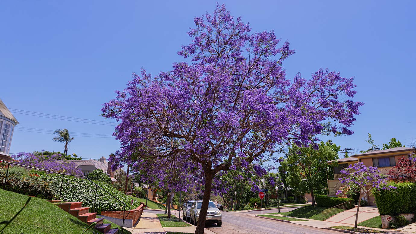 Here's What L.A.'s Jacaranda Bloom Looks Like Right Now