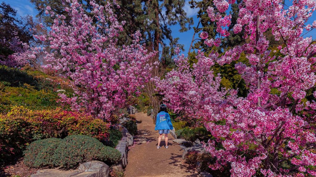 The Huntington Cherry Blossom season