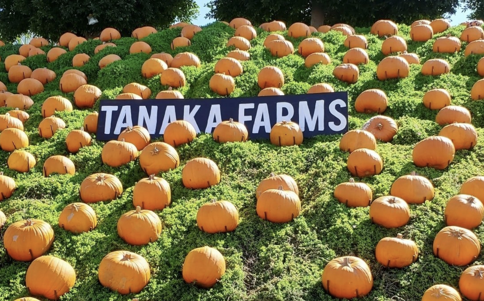 Tanaka Farms Has Drive Thru Pumpkin Picking