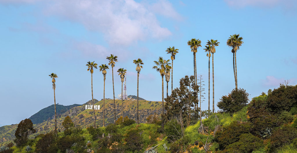 palm trees