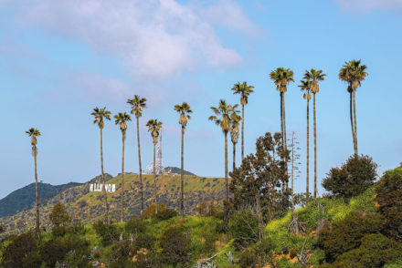 palm trees