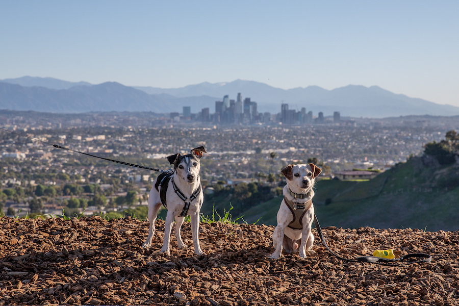 milo vinny kenneth hahn