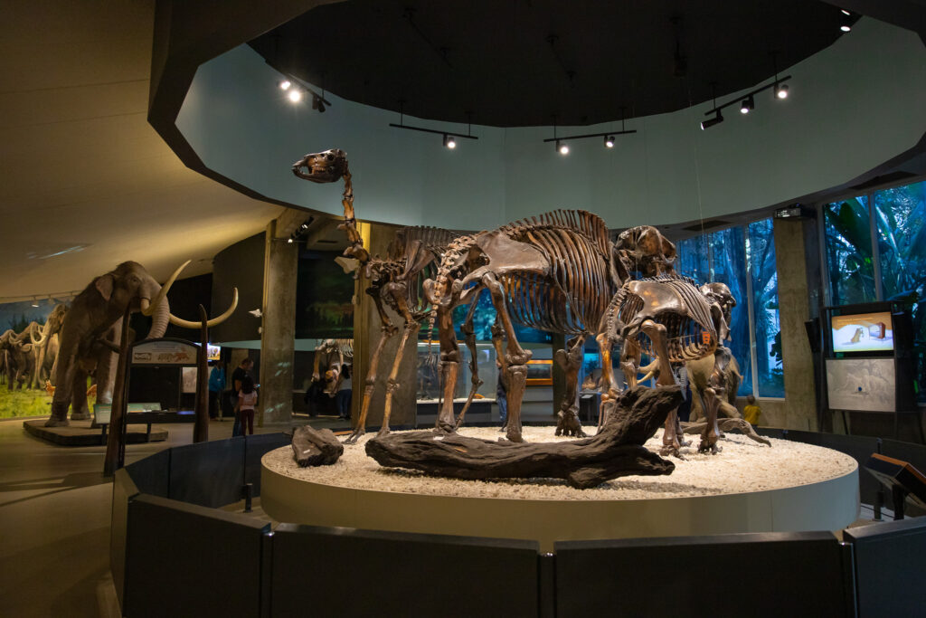 la-brea-tar-pits-museum-interior